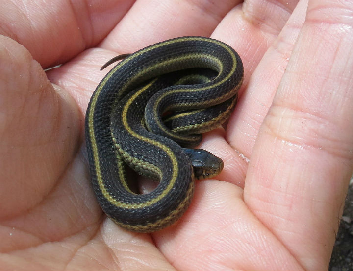 Coast Garter Snakes